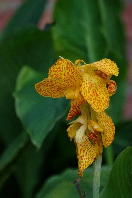 Foto Pianta foglia fiore botanica
