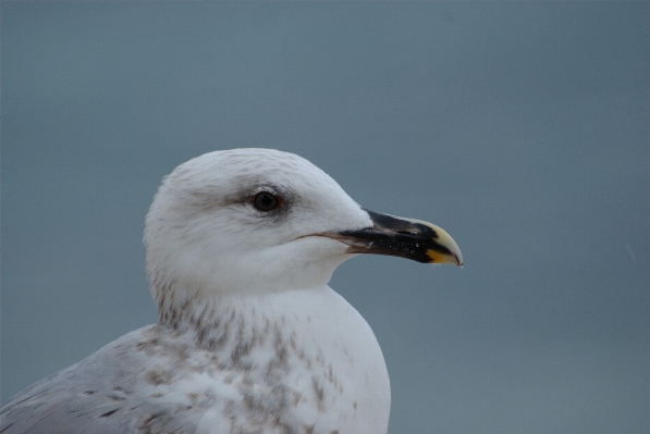 Nature bird seabird seagull Photo