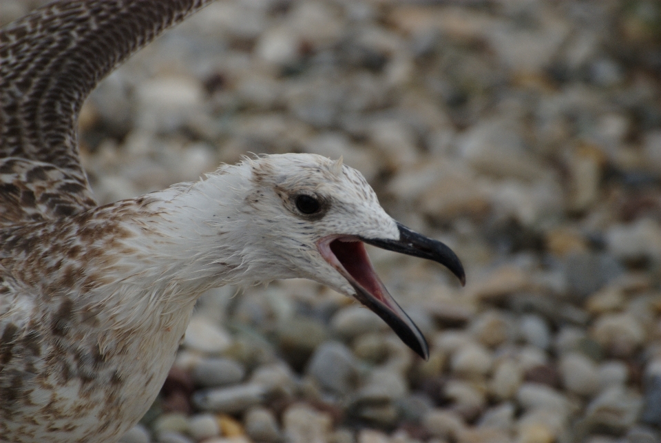 Nature oiseau mouette faune