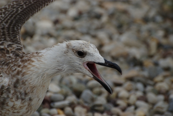 Foto Natura uccello gabbiano animali selvatici