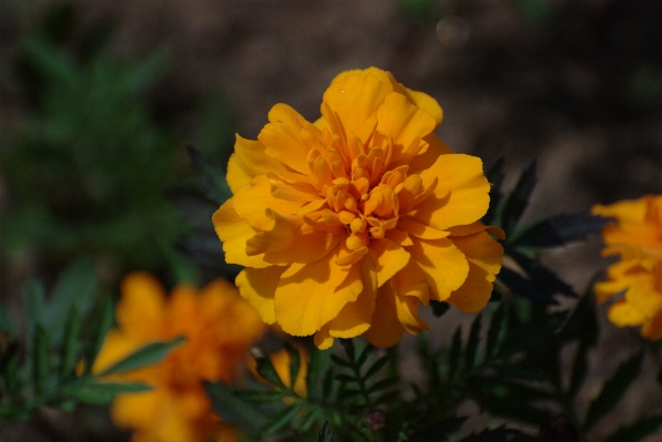 Nature plant flower petal Photo