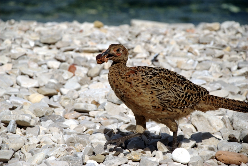 Nature oiseau faune le bec