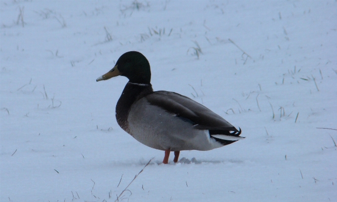 Photo Neige hiver oiseau aile