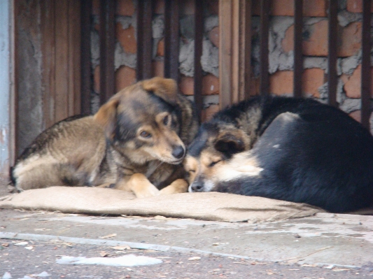 Foto Alam anak anjing satwa