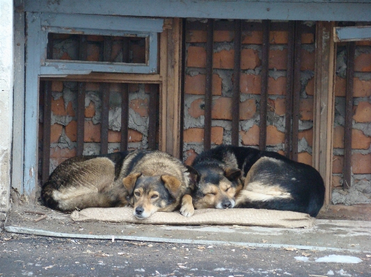 Foto Alam anjing satwa peliharaan