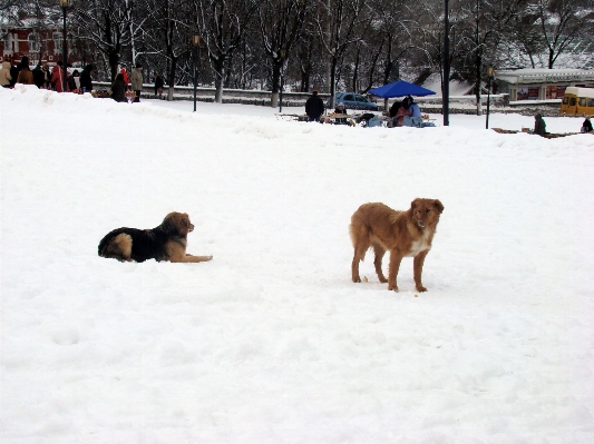 Doğa kar kış köpek Fotoğraf