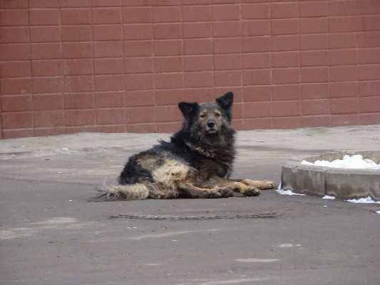 Foto Anjing satwa peliharaan mamalia