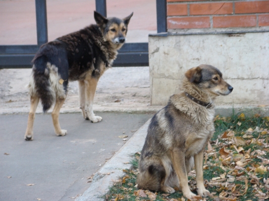 Nature dog animal mammal Photo