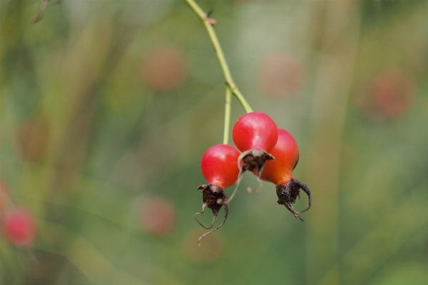 Nature branch bokeh plant Photo