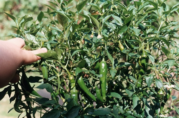 Plant fruit flower film Photo