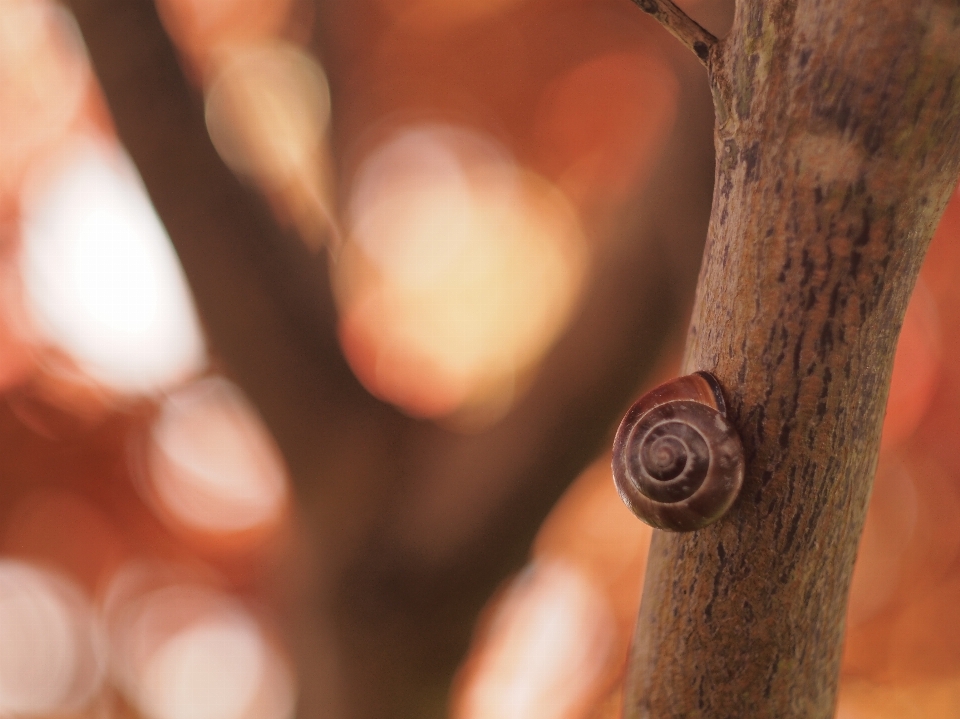 Ręka oddział światło bokeh
