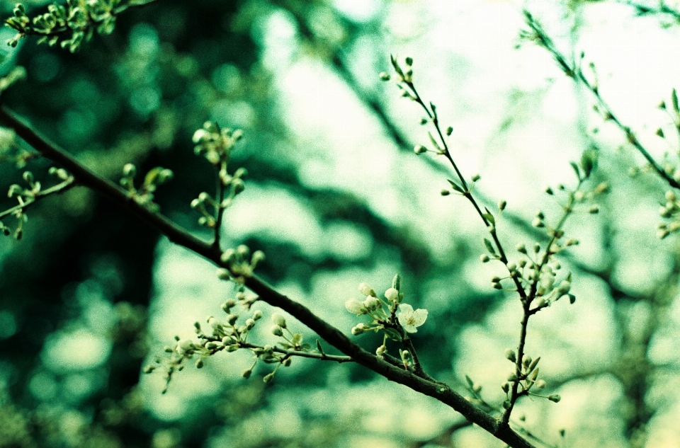 árvore natureza floresta grama