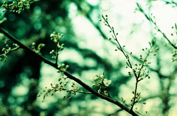 Foto Pohon alam hutan rumput