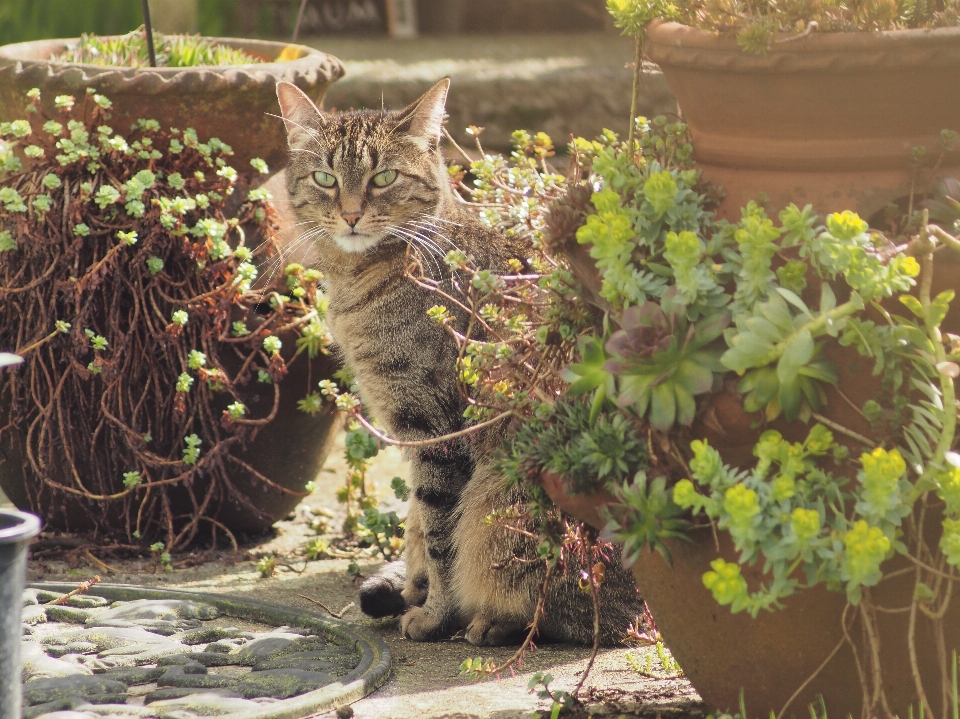 Katze säugetier garten fauna