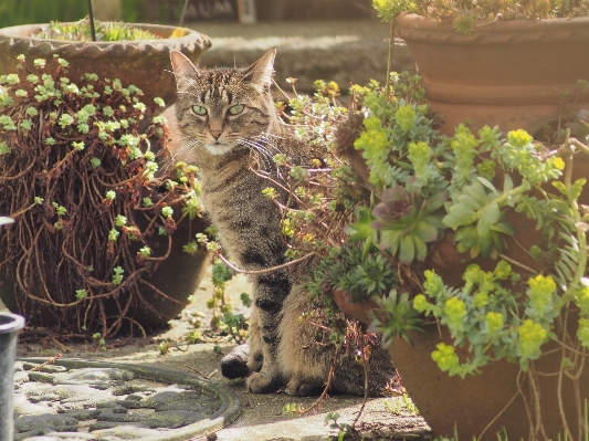 Kedi memeli bahçe fauna Fotoğraf