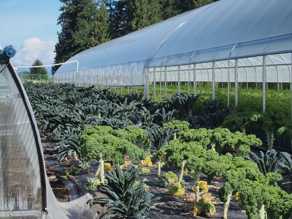 Farm tool garden healthy