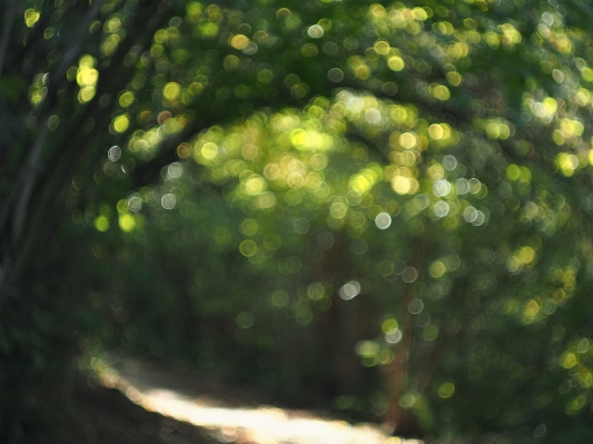 Tree nature forest path Photo