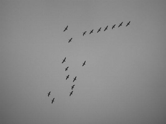 Photo Oiseau aile noir et blanc
 blanc