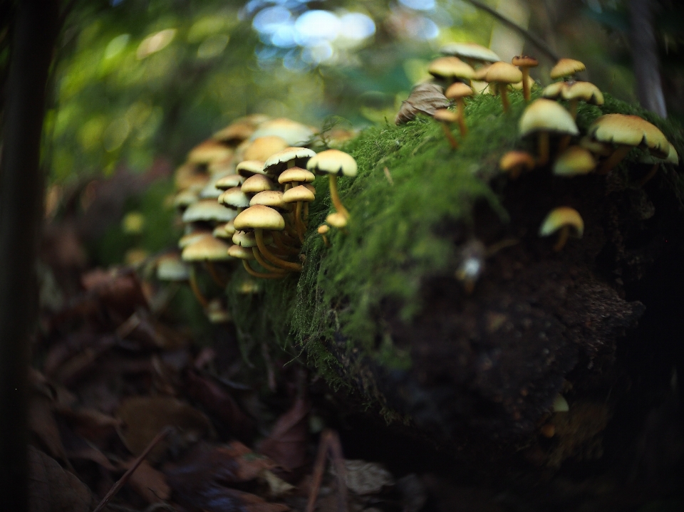 Baum natur wald zweig