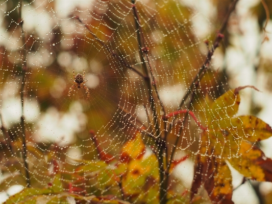 Foto árvore natureza filial orvalho