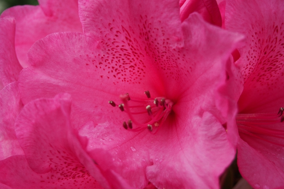 植物 花 花弁 カラフル
