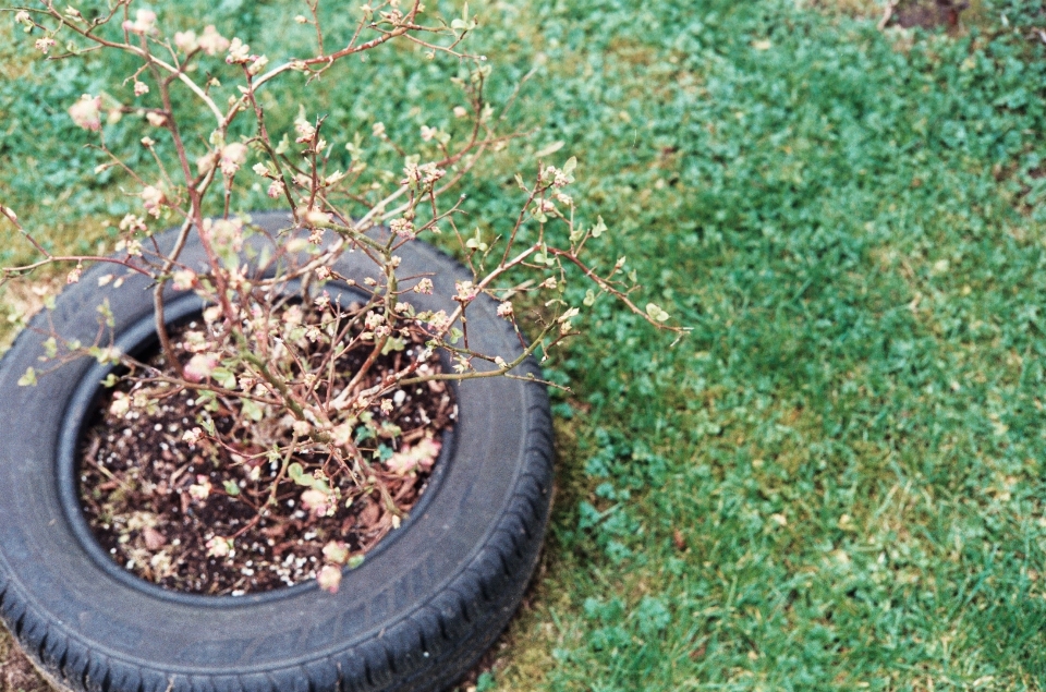 Tree grass plant lawn