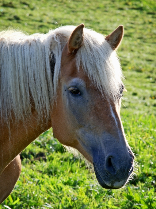 Grass animal portrait pasture