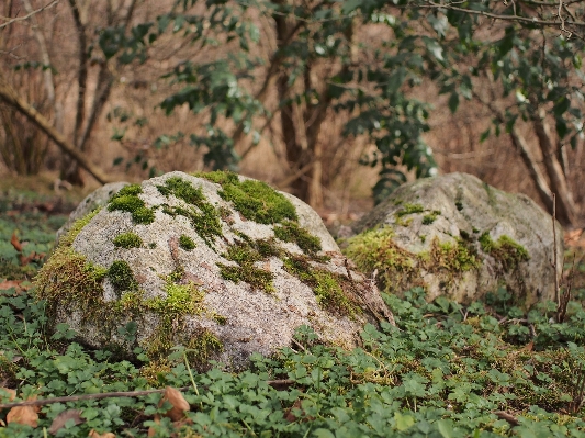 Tree nature forest rock Photo