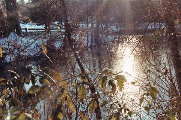 Tree nature forest branch Photo