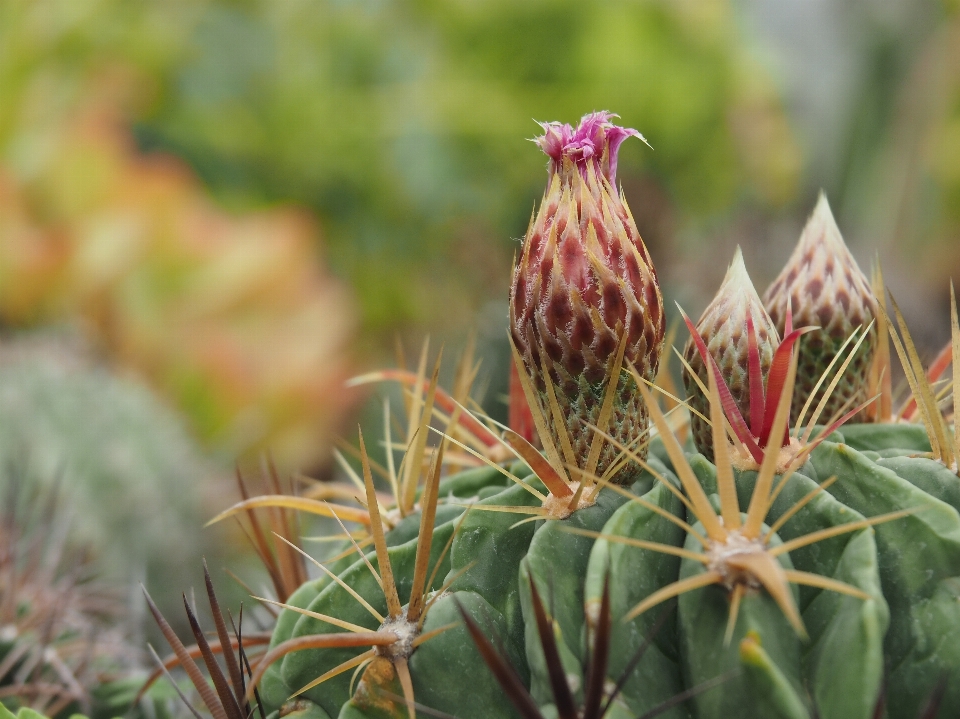 Cactus plant prairie flower