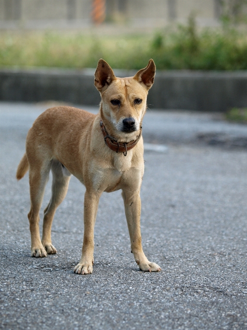 Anjing kedudukan mamalia kuning