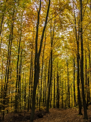 Landscape tree nature forest Photo