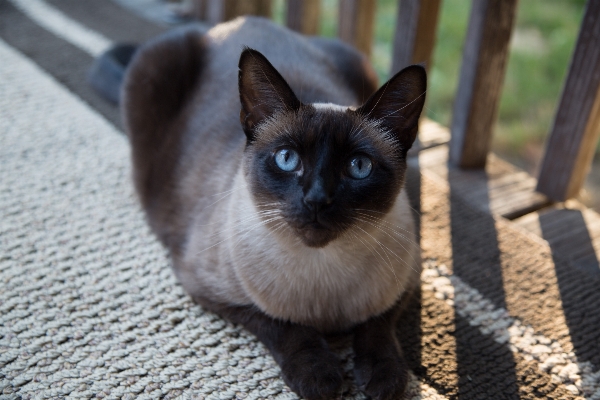 Weiblich kätzchen katze säugetier Foto