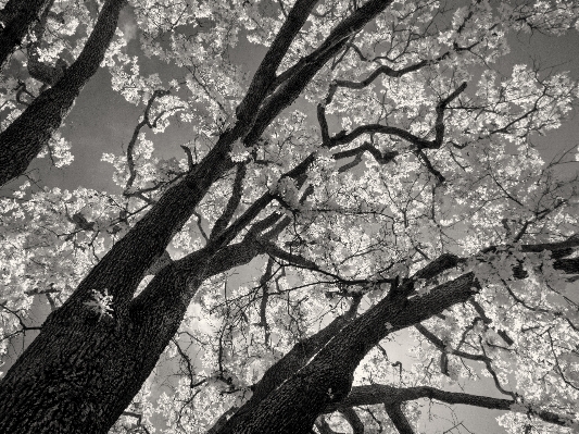 Photo Arbre bifurquer fleurir hiver