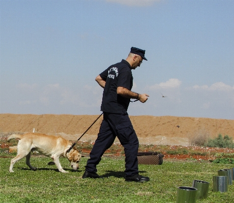 Foto Anjing satwa pelatihan pelatih