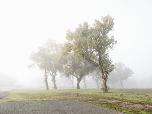 Tree plant fog mist Photo