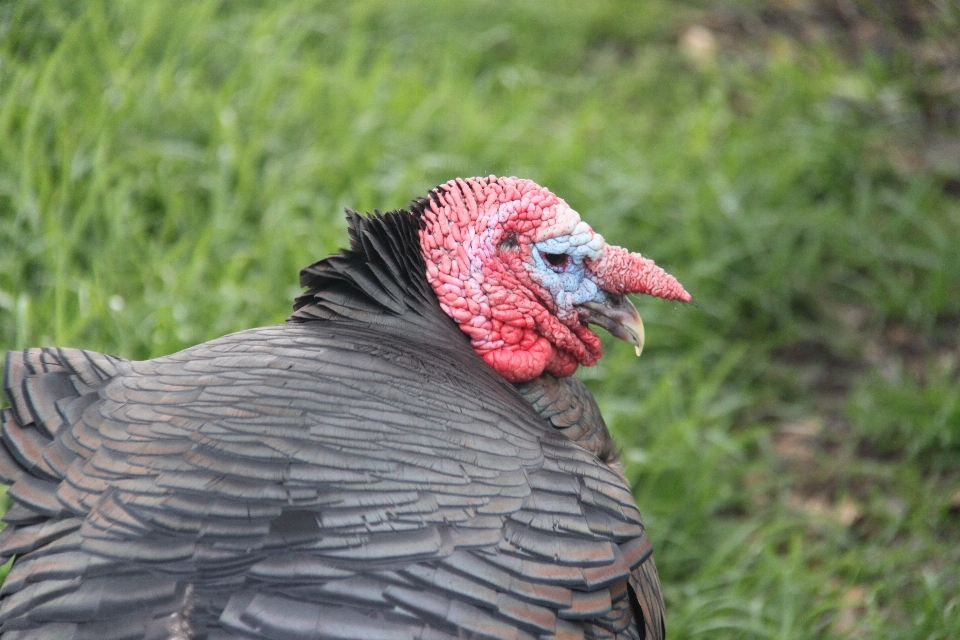 鳥 羽 農場 野生動物