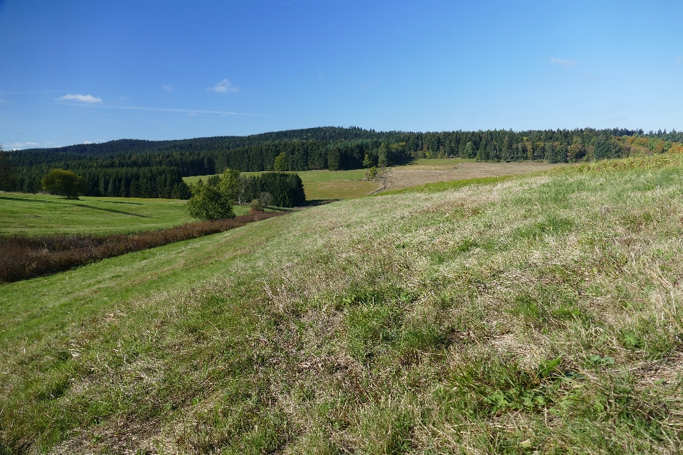 Paesaggio natura foresta erba