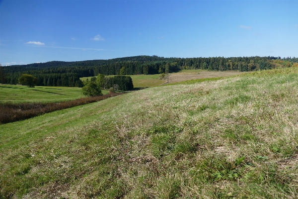 Landscape nature forest grass Photo