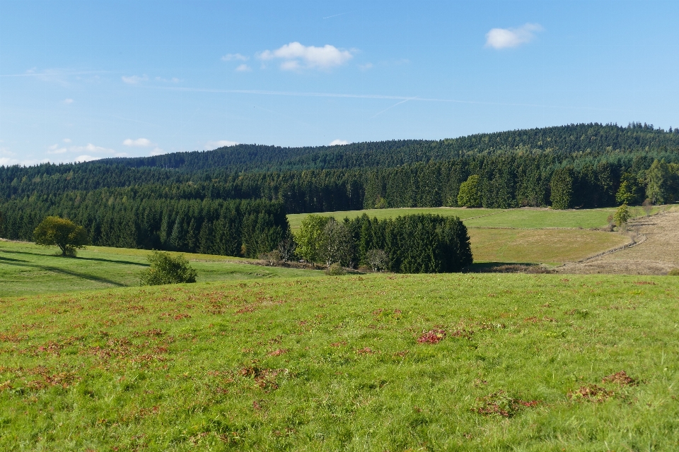 Landschaft baum natur wald