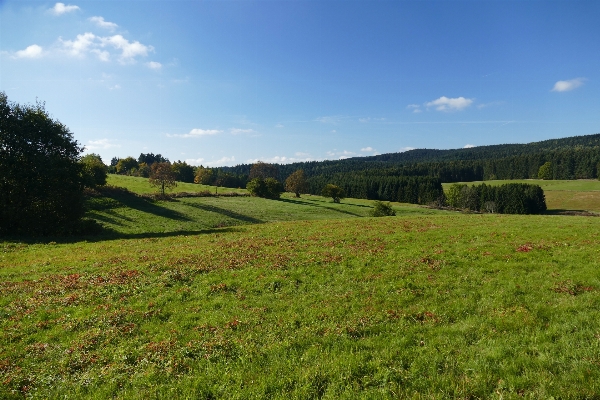 Landscape tree nature forest Photo