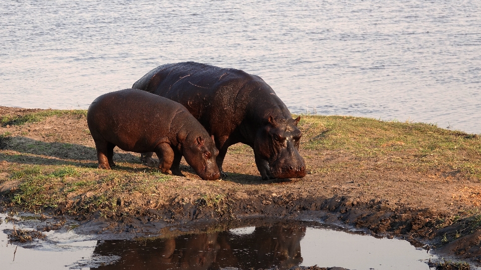 Naturaleza fauna silvestre África mamífero