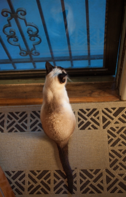 Oiseau chat bleu porte