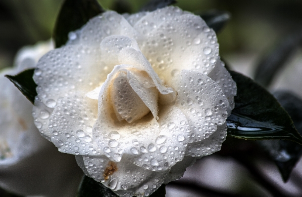 Water blossom dew plant Photo