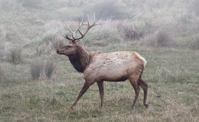 Prairie wildlife deer mammal Photo