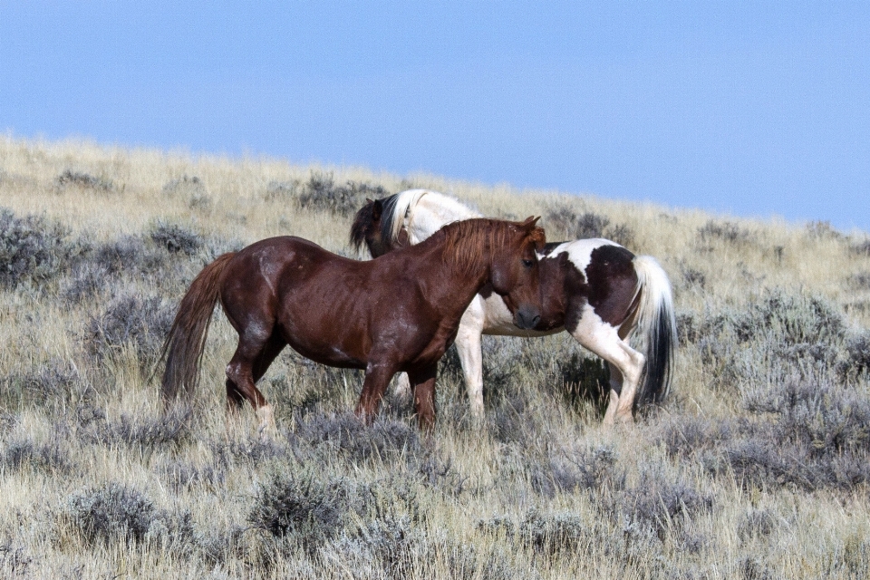 Prateria
 gregge pascolo
 cavallo