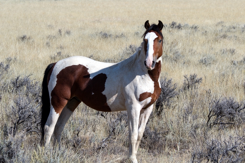 Herd pasture grazing horse