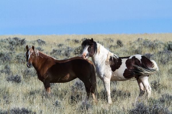 Meadow prairie herd pasture Photo