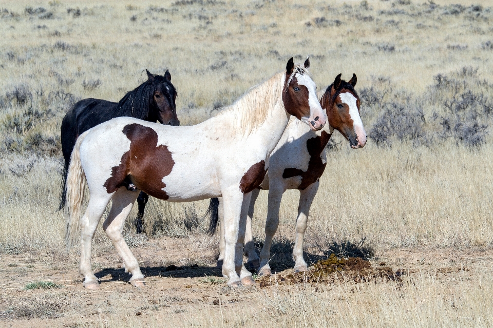 Herd pasture grazing horse