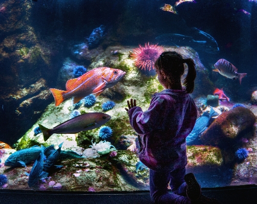 Underwater biology fish coral reef Photo